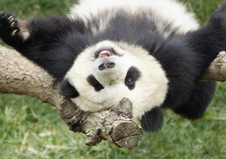 Кому не следует бояться обновления Panda от Google?
