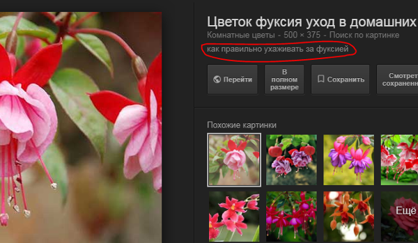 Как попасть в ТОП Яндекса и Google по картинкам?